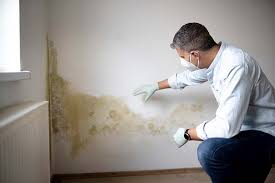 Reliable Stockdale, TX Mold Removal Solutions